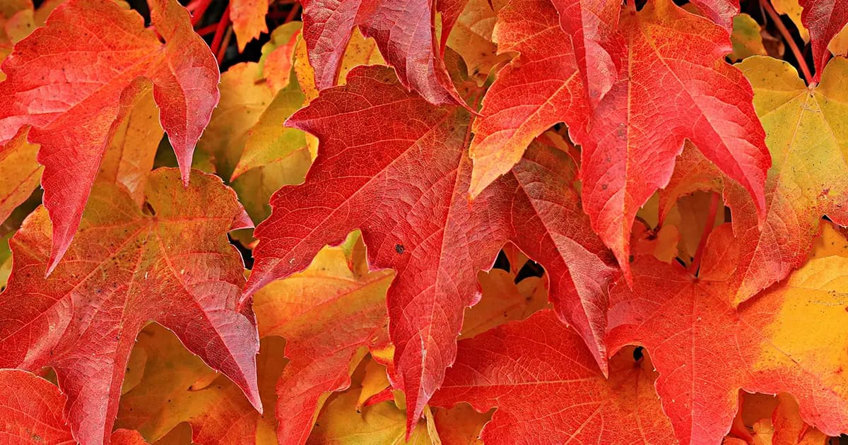 2024 10 Fall Maintenance