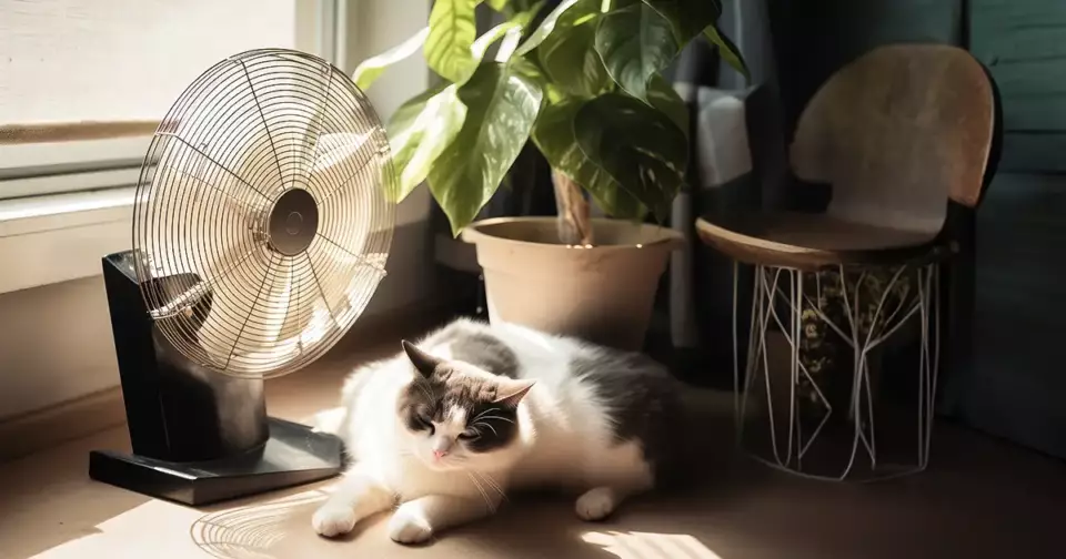 A cat lying in front of an oscillating desk fan.